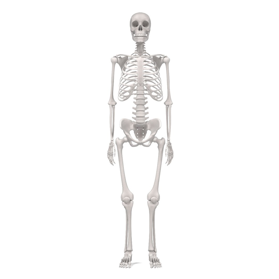 human skeleton obj