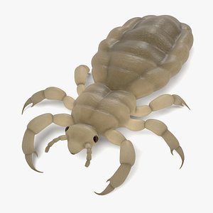 3d model female louse