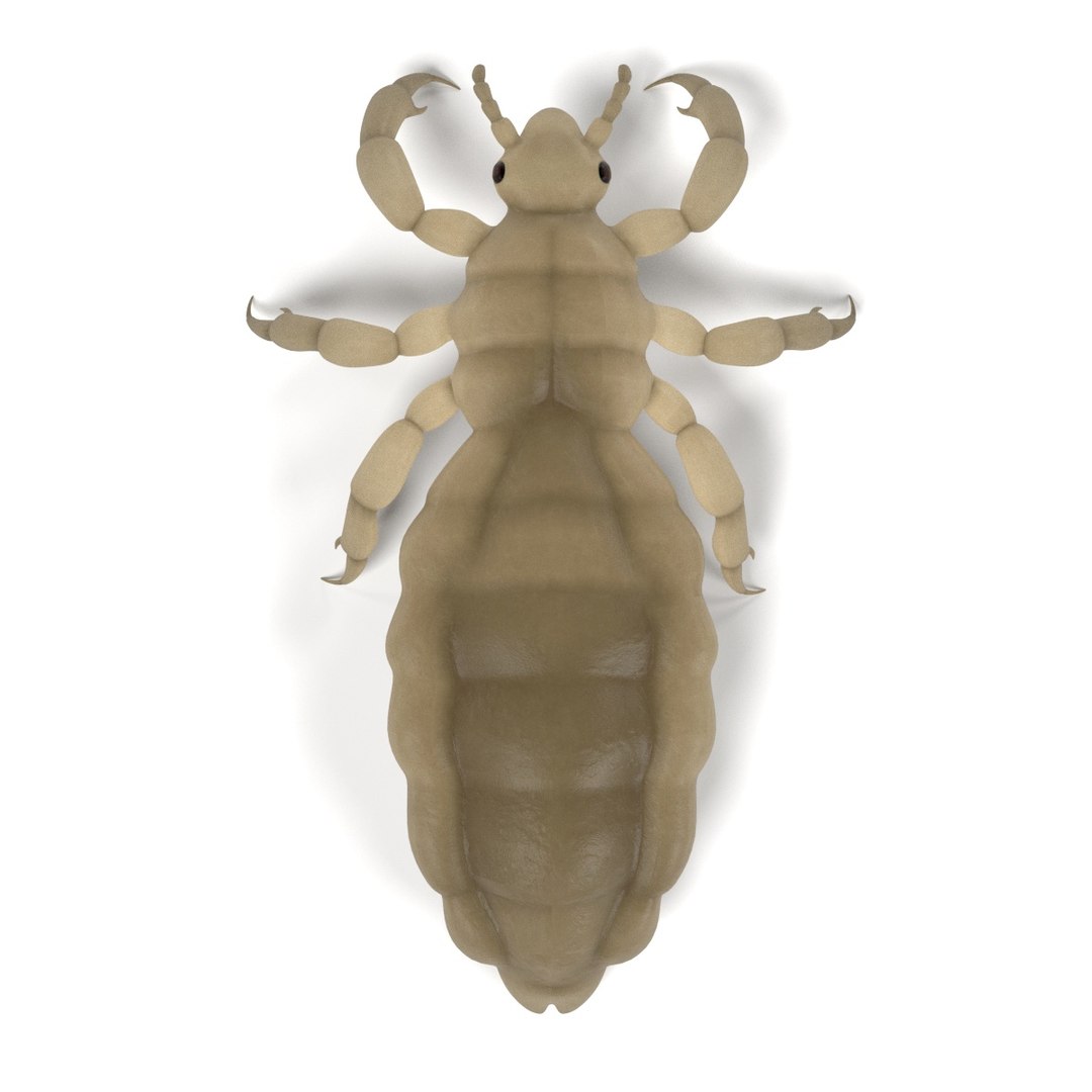 3d model female louse