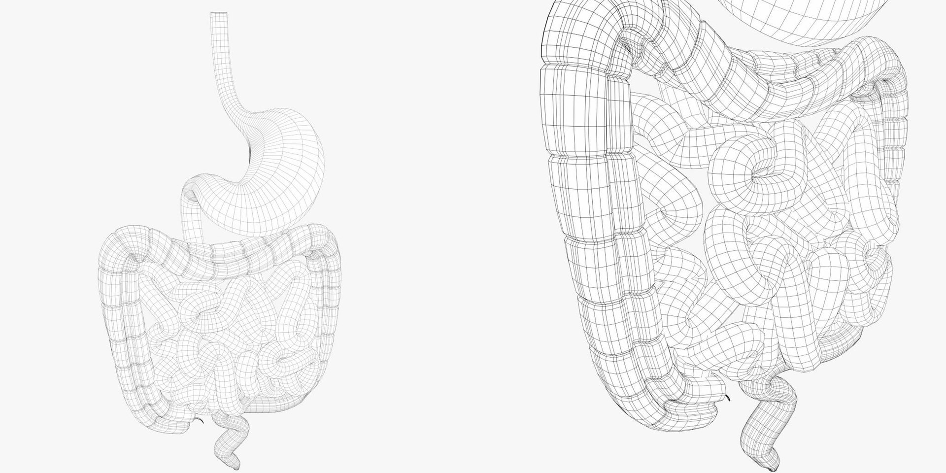 Pbr Uv-textured Human Gastrointestinal 3d Model