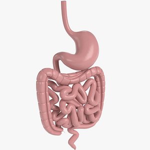 pbr uv-textured human gastrointestinal 3d model