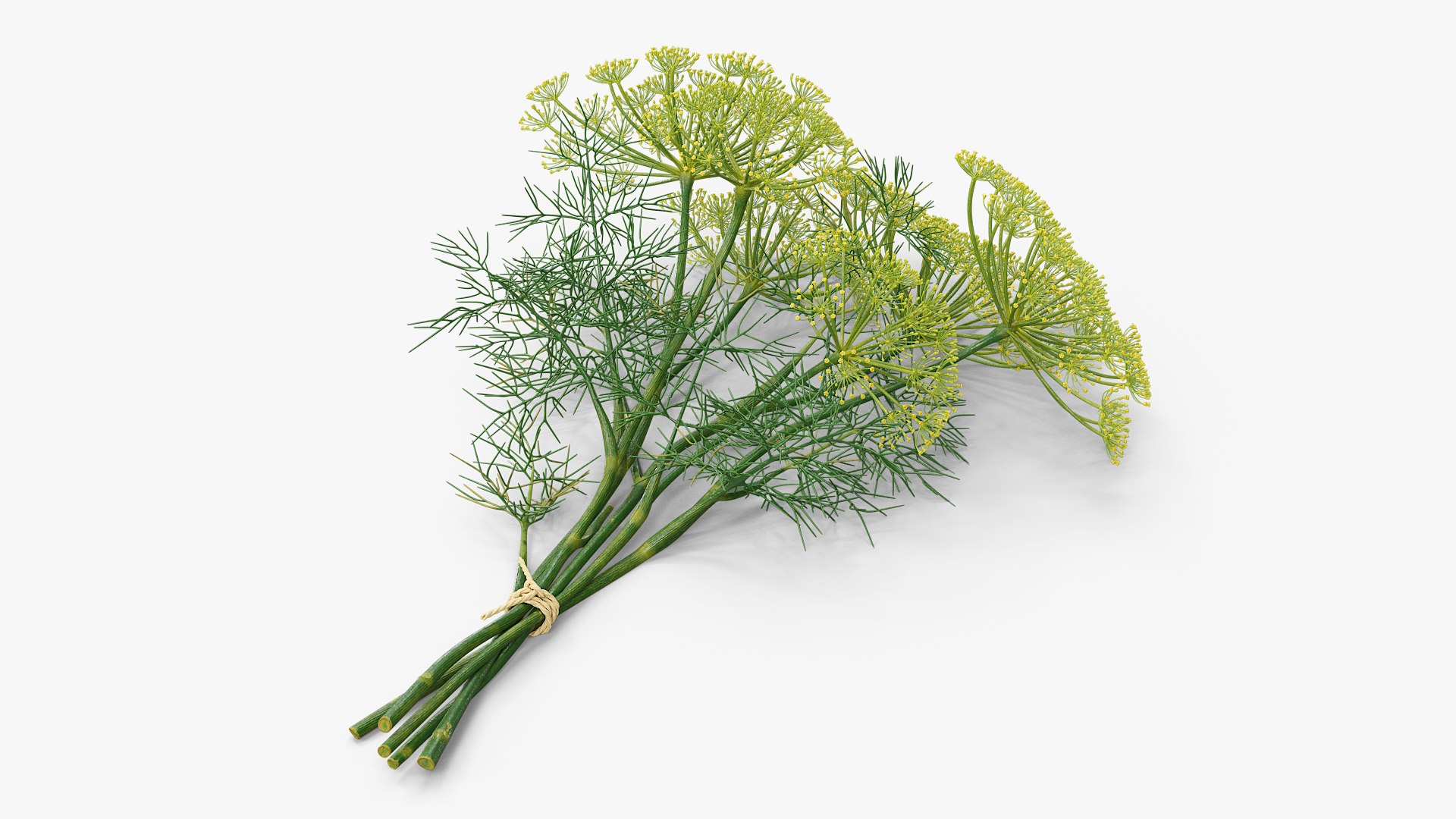 3D model Yellow Flowering Plants Collection 3 https://p.turbosquid.com/ts-thumb/pb/oOYwZf/5d/yellow_flowering_plants_collection_3_002/jpg/1763129464/1920x1080/fit_q87/4e0484c0314f0563a89ae8baa01fec8e0c518a21/yellow_flowering_plants_collection_3_002.jpg