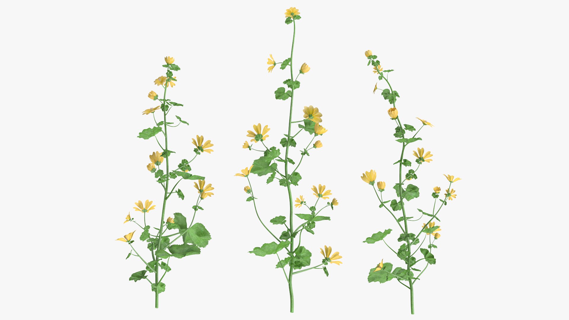 3D model Yellow Flowering Plants Collection 3 https://p.turbosquid.com/ts-thumb/pb/oOYwZf/ir/yellow_flowering_plants_collection_3_012/jpg/1763129468/1920x1080/fit_q87/fa0909931f97e36d1e89f6beedff7a1a575ed962/yellow_flowering_plants_collection_3_012.jpg