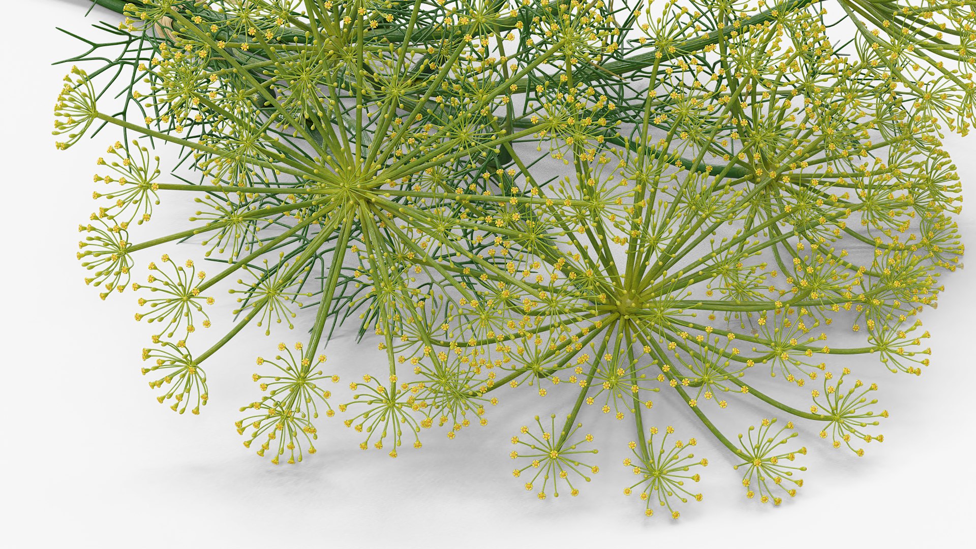 3D model Yellow Flowering Plants Collection 3 https://p.turbosquid.com/ts-thumb/pb/oOYwZf/q0/yellow_flowering_plants_collection_3_004/jpg/1763129465/1920x1080/fit_q87/49105cf96ad954fe86a47bd8a119ada278cfb49c/yellow_flowering_plants_collection_3_004.jpg