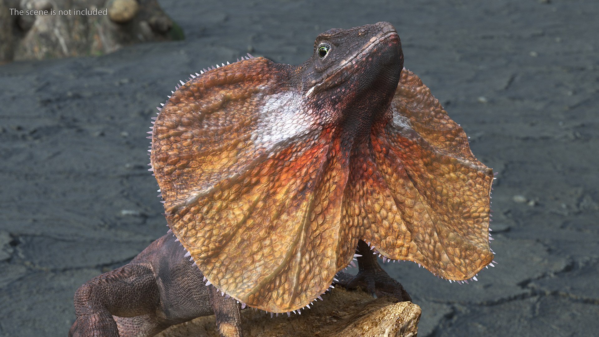 3D Frilled Lizard on Snag https://p.turbosquid.com/ts-thumb/pb/vKVPxq/3H/frilledlizardonsnag3dsmodel004/jpg/1728467416/1920x1080/fit_q87/8bab17a6df3fda63b9451c8314bc027e9296183e/frilledlizardonsnag3dsmodel004.jpg