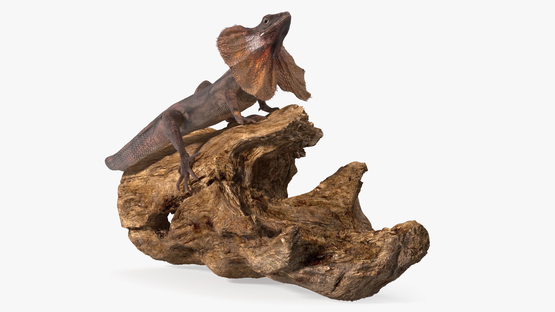 3D Frilled Lizard on Snag https://p.turbosquid.com/ts-thumb/pb/vKVPxq/5Y/frilledlizardonsnag3dsmodel009/jpg/1728467444/1920x1080/fit_q87/dbe64673f617eb255712ff8ab7348e4eabe5b935/frilledlizardonsnag3dsmodel009.jpg