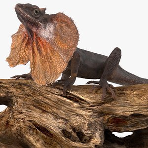 3D Frilled Lizard on Snag