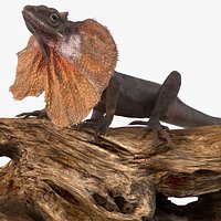 Frilled Lizard on Snag