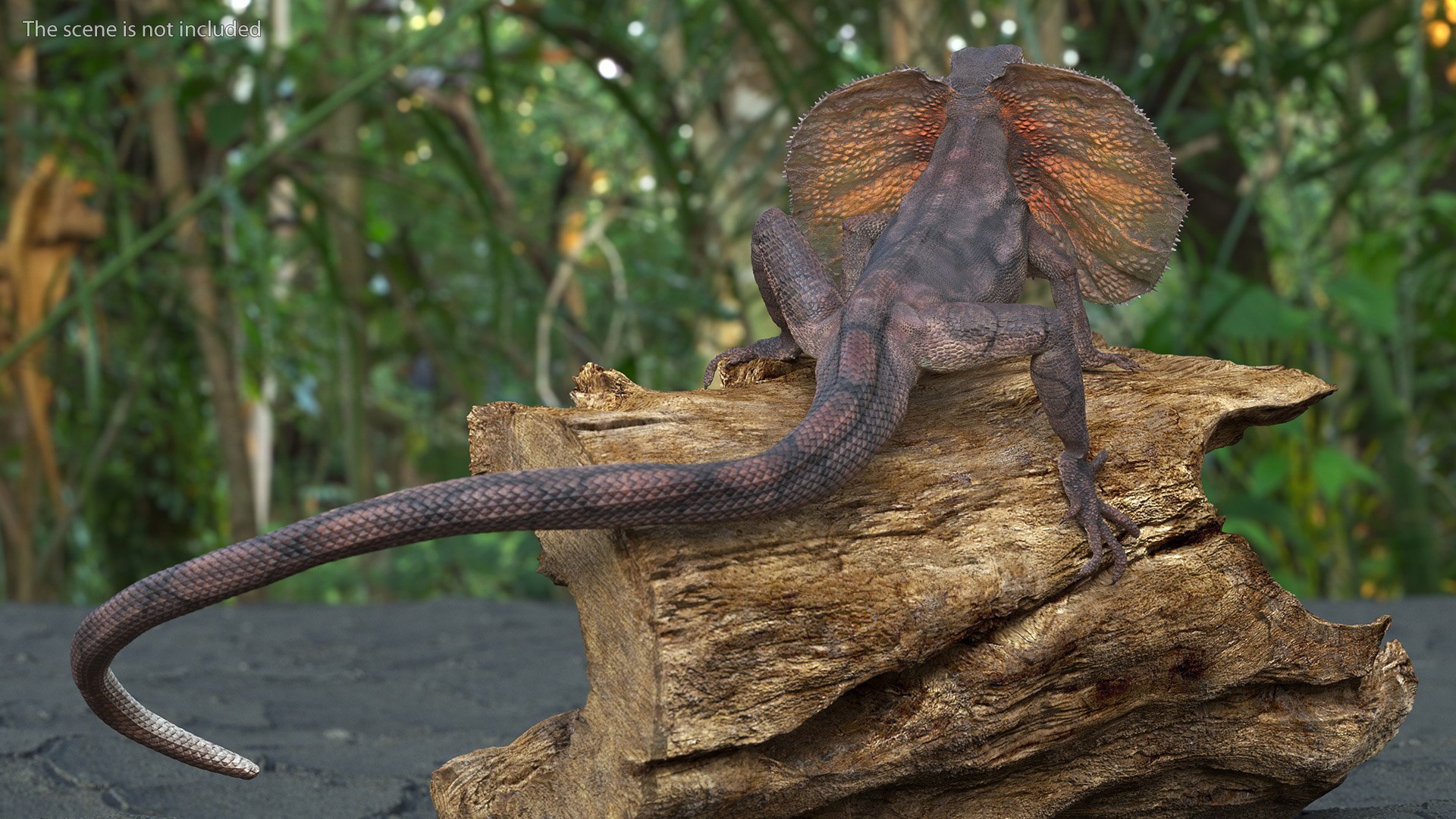 3D Frilled Lizard on Snag https://p.turbosquid.com/ts-thumb/pb/vKVPxq/Cn/frilledlizardonsnag3dsmodel005/jpg/1728467422/1920x1080/fit_q87/834cace5d2c7a23873c8341080323d958875ec17/frilledlizardonsnag3dsmodel005.jpg