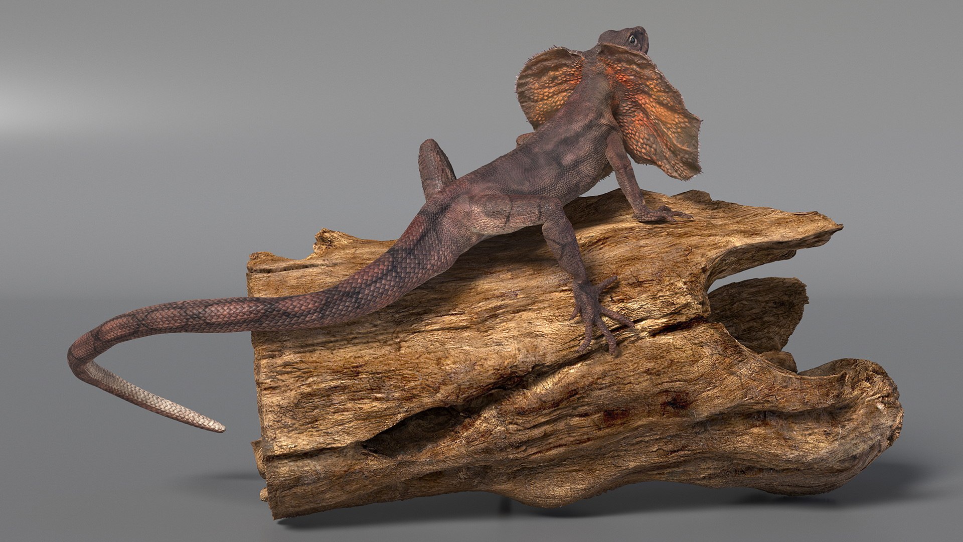 3D Frilled Lizard on Snag https://p.turbosquid.com/ts-thumb/pb/vKVPxq/Jh/frilledlizardonsnag3dsmodel007/jpg/1728467433/1920x1080/fit_q87/e56b291f11986efd70f51b61526284af45cf3ae1/frilledlizardonsnag3dsmodel007.jpg