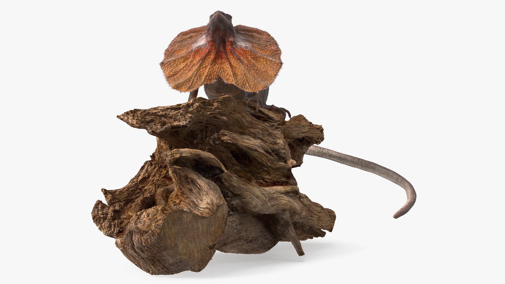 3D Frilled Lizard on Snag https://p.turbosquid.com/ts-thumb/pb/vKVPxq/Yr/frilledlizardonsnag3dsmodel008/jpg/1728467438/1920x1080/fit_q87/6cb64c607bea1cbac4154ccfc6abf0d075bdb2f4/frilledlizardonsnag3dsmodel008.jpg