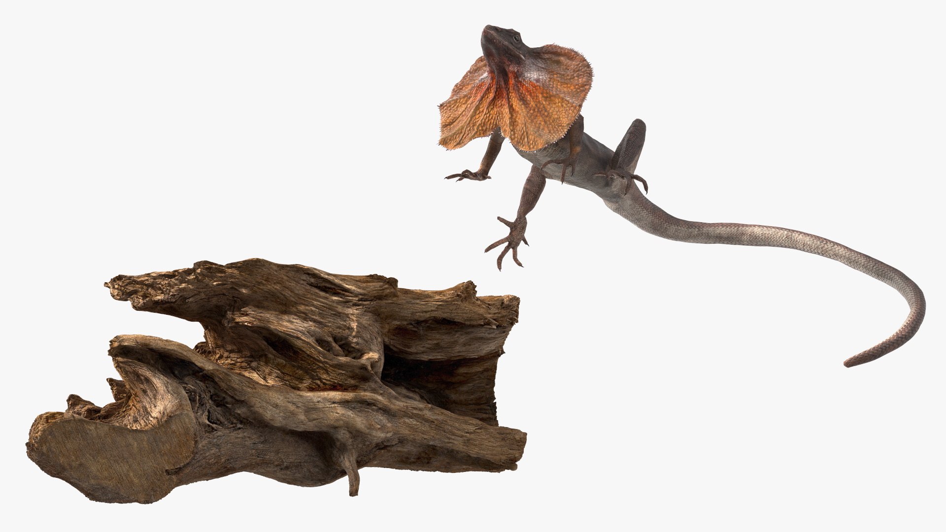 3D Frilled Lizard on Snag https://p.turbosquid.com/ts-thumb/pb/vKVPxq/Zv/frilled_lizard_on_snag_015/jpg/1728470691/1920x1080/fit_q87/7ec211375ae11d516698e0a1effc9b5ea0e95efc/frilled_lizard_on_snag_015.jpg