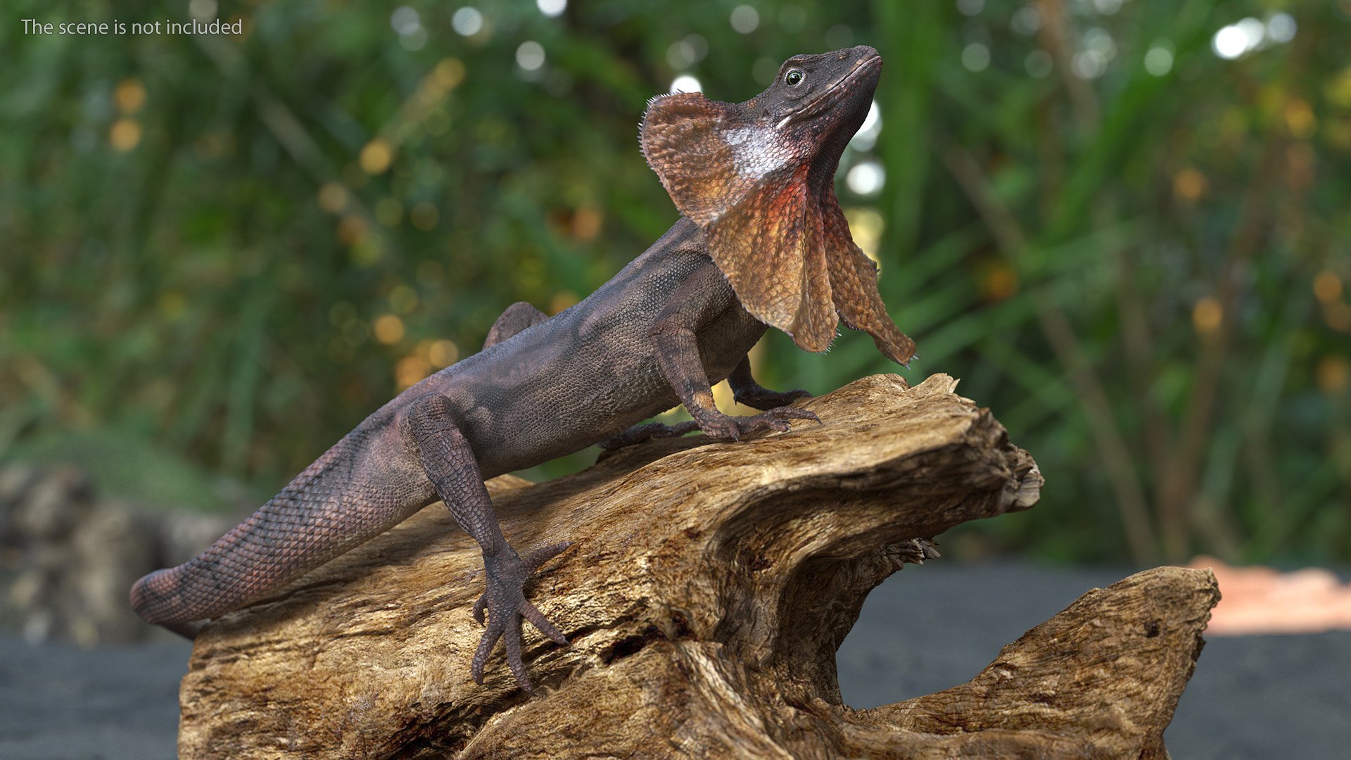 3D Frilled Lizard on Snag https://p.turbosquid.com/ts-thumb/pb/vKVPxq/a3/frilledlizardonsnag3dsmodel003/jpg/1728467410/1920x1080/fit_q87/69c9c3770be1f7093190af3f93e72937514b68cd/frilledlizardonsnag3dsmodel003.jpg