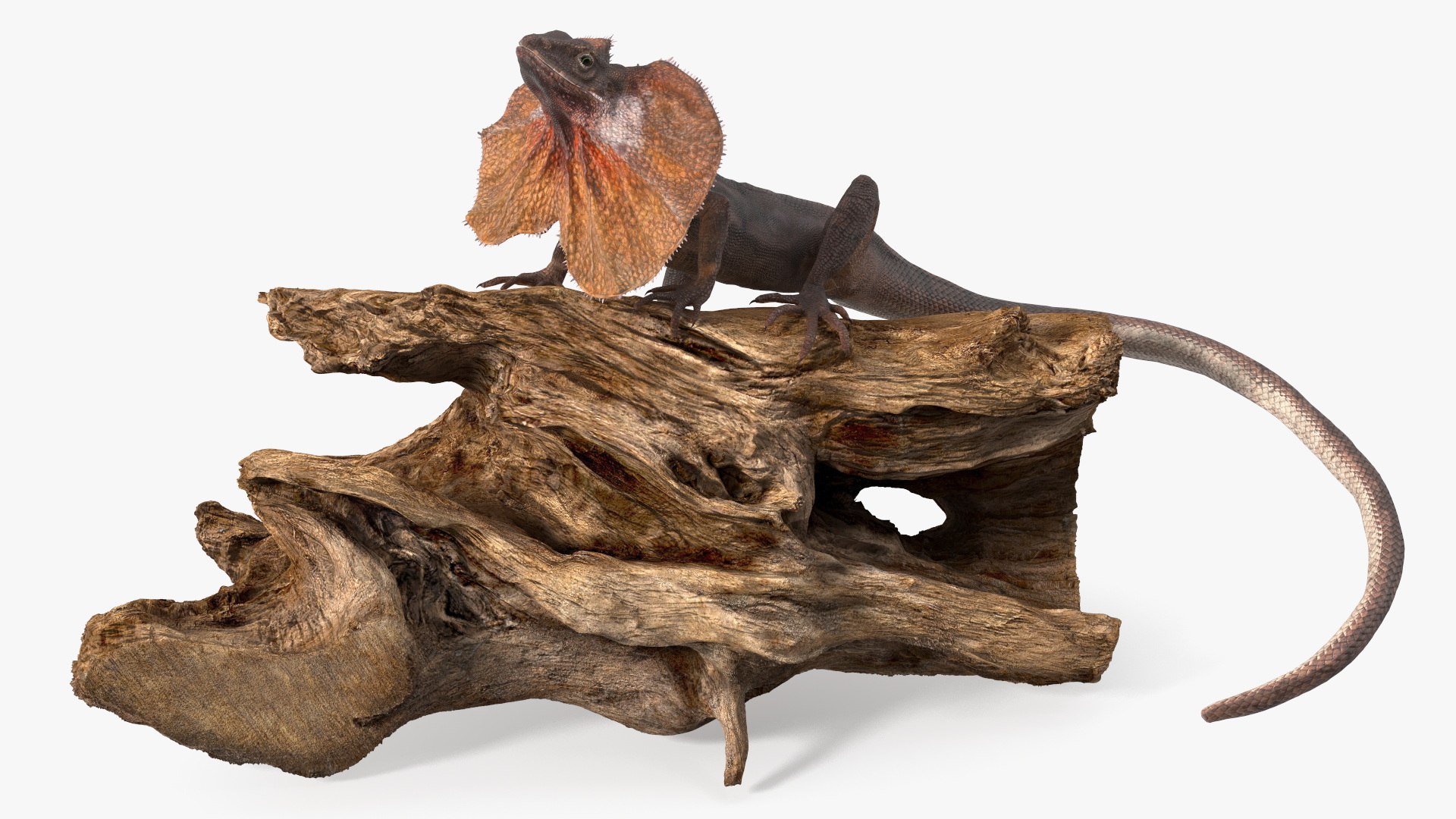 3D Frilled Lizard on Snag https://p.turbosquid.com/ts-thumb/pb/vKVPxq/fv/frilledlizardonsnag3dsmodel001/jpg/1728467104/1920x1080/fit_q87/bc8bd31be723d3262ab23c5ac0cd2bad0e6c70d8/frilledlizardonsnag3dsmodel001.jpg