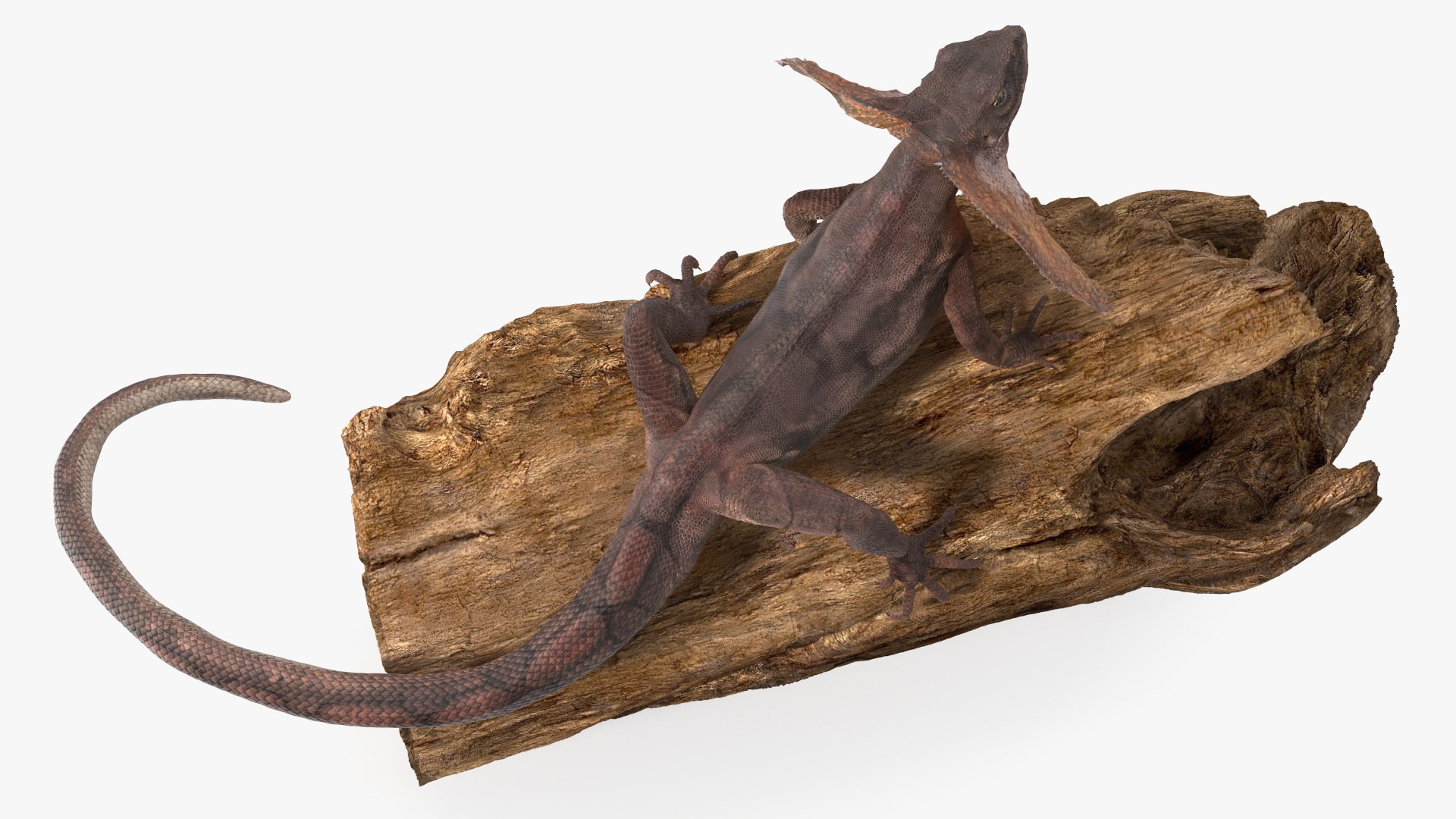 3D Frilled Lizard on Snag https://p.turbosquid.com/ts-thumb/pb/vKVPxq/h9/frilledlizardonsnag3dsmodel010/jpg/1728467451/1920x1080/fit_q87/b326b742c68349d0e876ed605b71d5674f4ff0b2/frilledlizardonsnag3dsmodel010.jpg