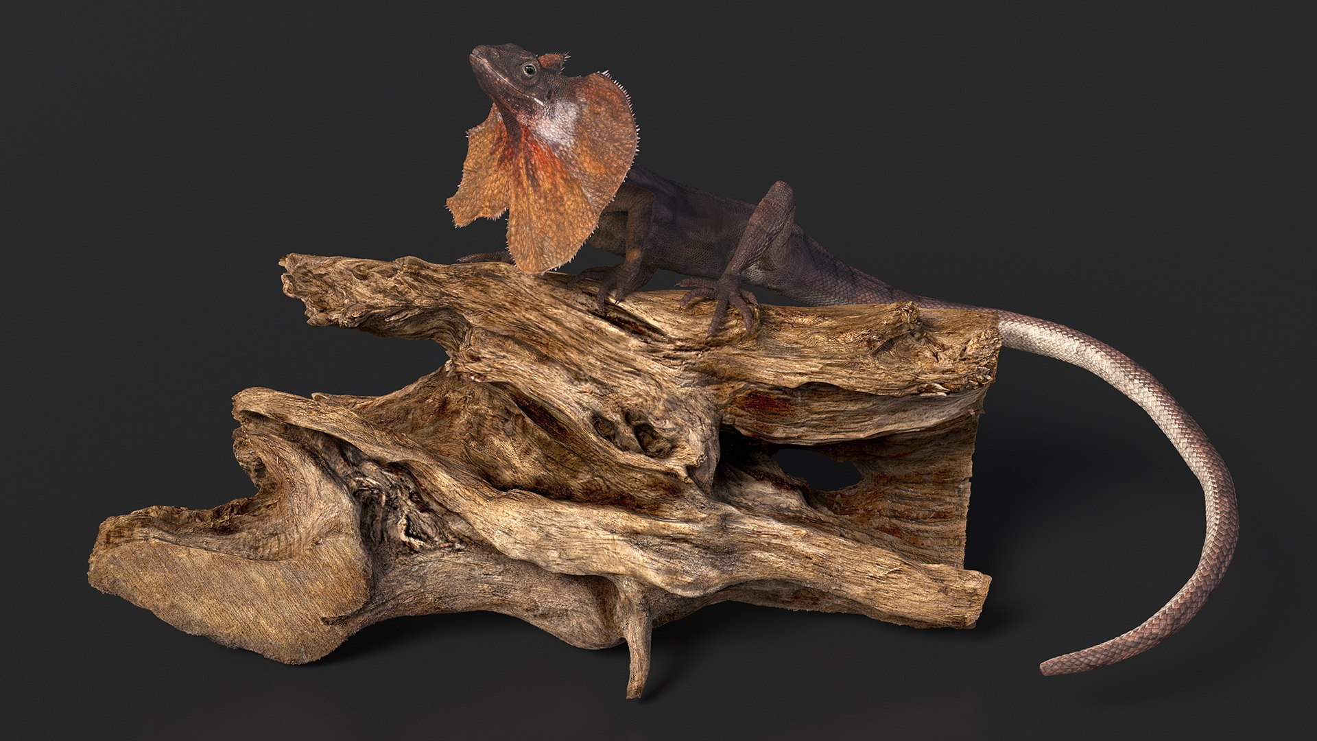 3D Frilled Lizard on Snag https://p.turbosquid.com/ts-thumb/pb/vKVPxq/jQ/frilledlizardonsnag3dsmodel006/jpg/1728467428/1920x1080/fit_q87/a15d77f5ea786692caafa388bf7fb19d60185886/frilledlizardonsnag3dsmodel006.jpg