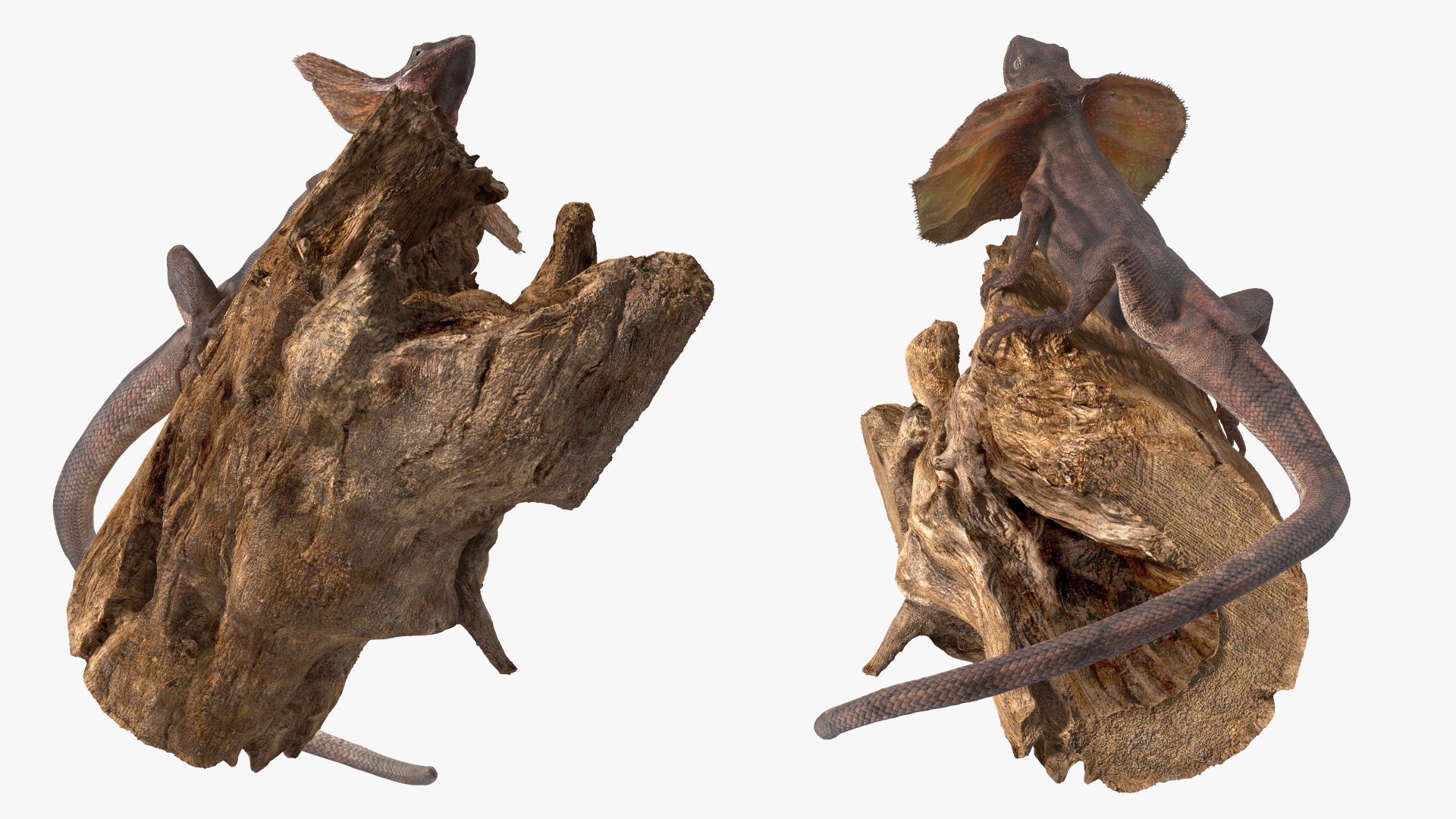 3D Frilled Lizard on Snag https://p.turbosquid.com/ts-thumb/pb/vKVPxq/xp/frilledlizardonsnag3dsmodel011/jpg/1728467457/1920x1080/fit_q87/3a96ef8f11bd5a14aacc247c00f2d44aab27dac1/frilledlizardonsnag3dsmodel011.jpg