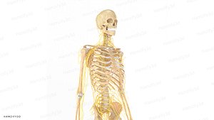 3D Complete Human Skeleton and Nervous System Anatomy 3D Model