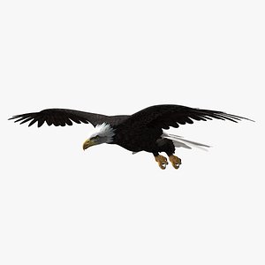 American Bald Eagle ANIMATED