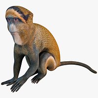 De Brazza's Monkey