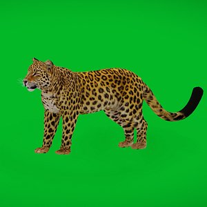 Amur Leopard Male 3D model