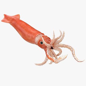 doryteuthis plei arrow squid model