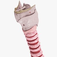 Larynx