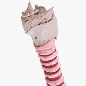 Larynx
