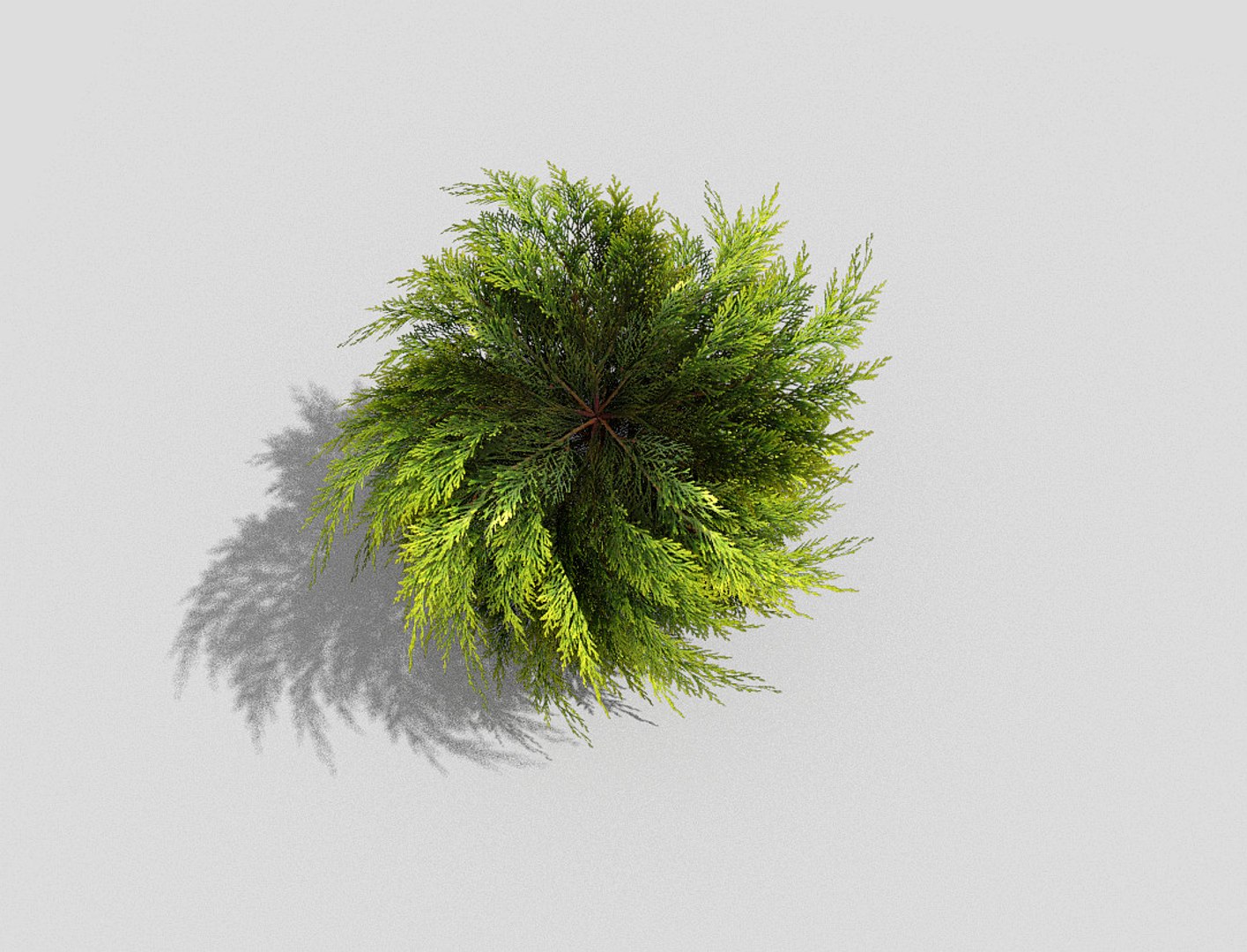 shrub 3d model
