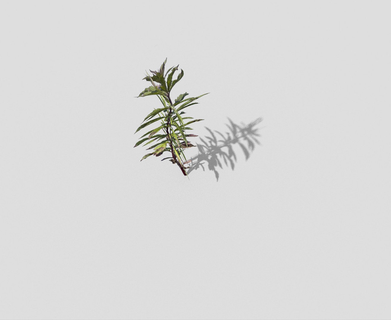 plant 3ds https://p.turbosquid.com/ts-thumb/pc/JNP2S4/3KOl19wI/4/jpg/1485414960/1920x1080/fit_q87/406459823b68646a2973fc9aa44ad5581fc422fd/4.jpg