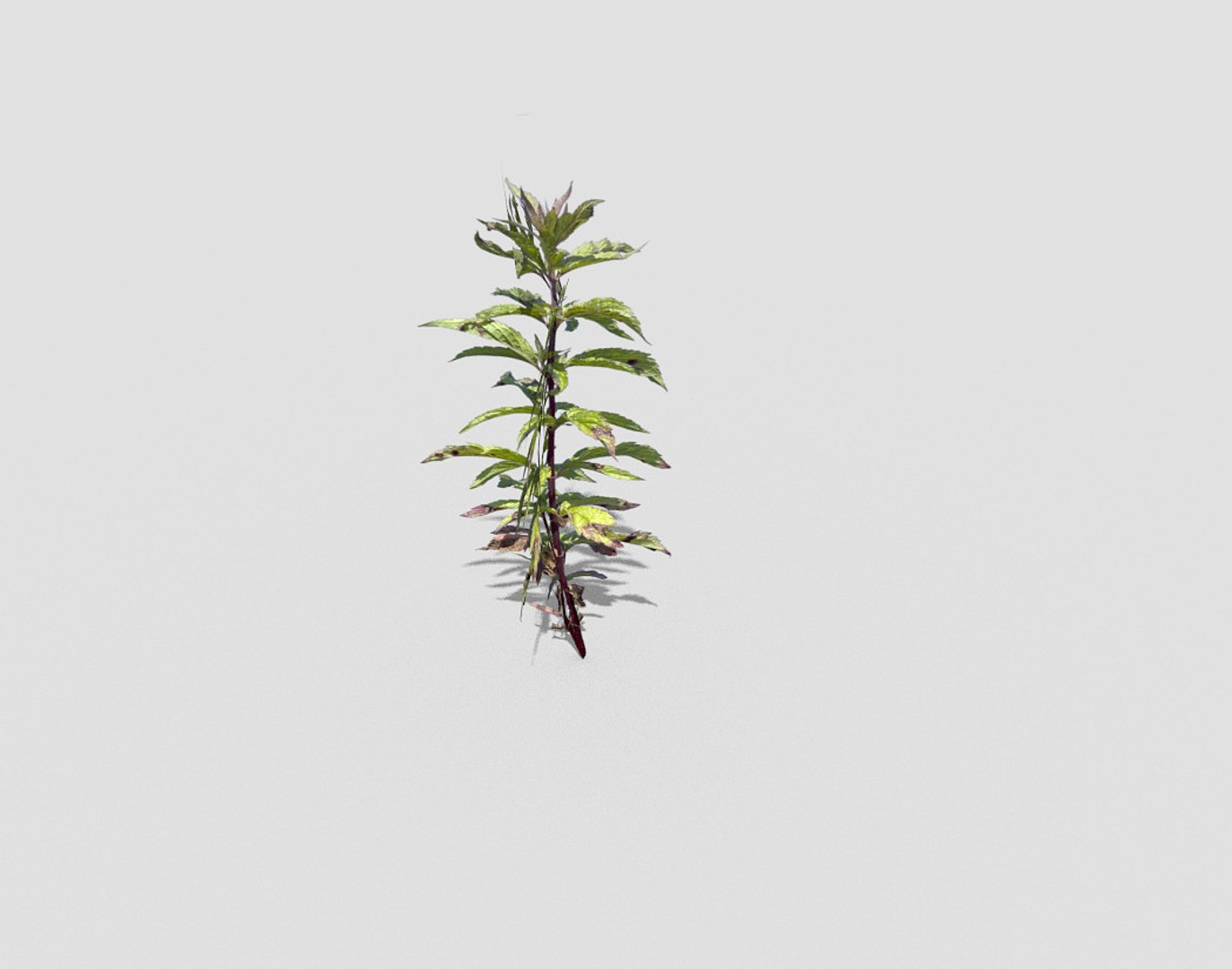 plant 3ds https://p.turbosquid.com/ts-thumb/pc/JNP2S4/NGogWrub/3/jpg/1485414960/1920x1080/fit_q87/6498d163dff175c914d1a53d8f4557c804fc6db2/3.jpg