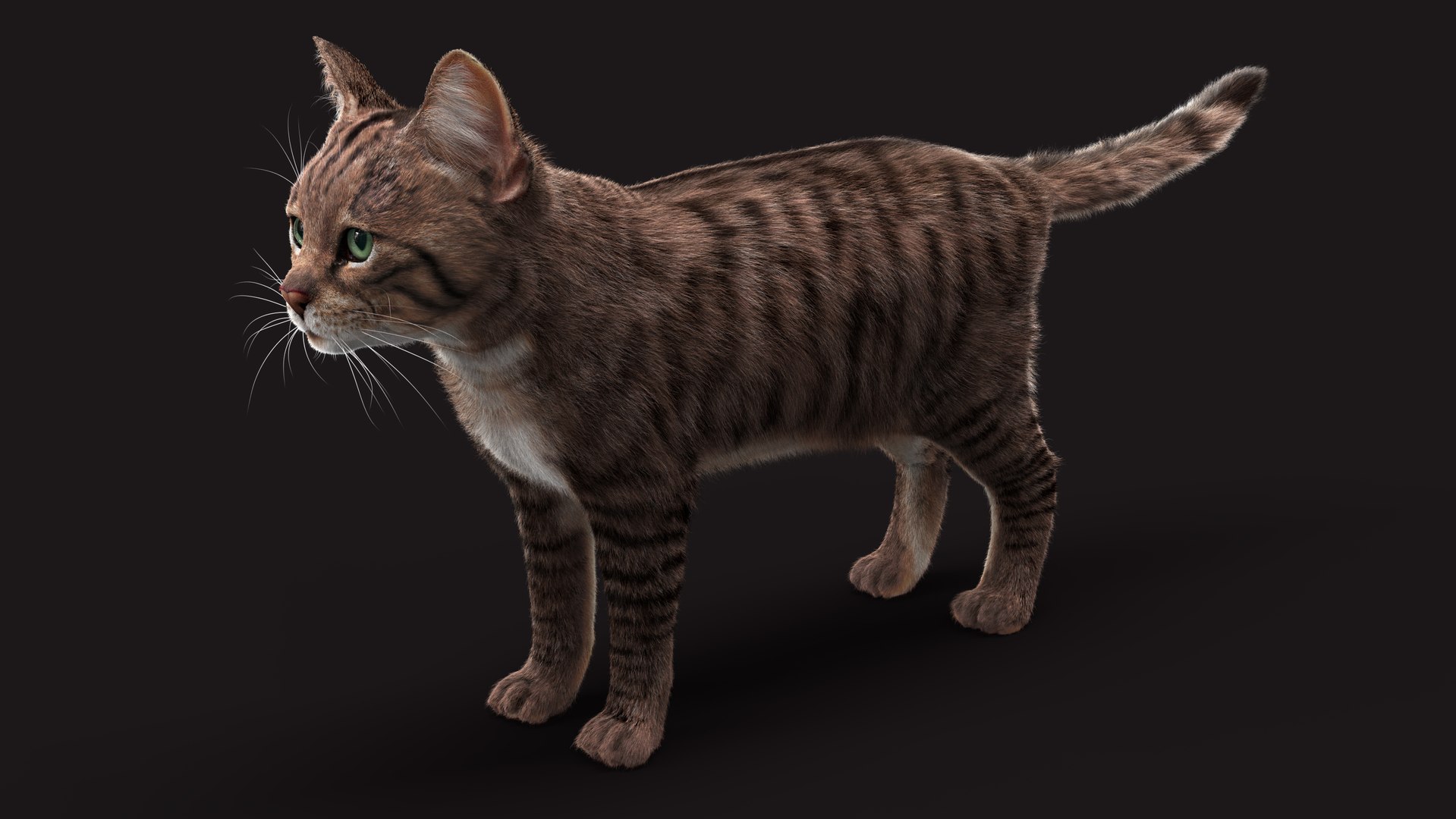Cat Grey Tabby RIG - XGEN Version 3D Model - TurboSquid 2131636