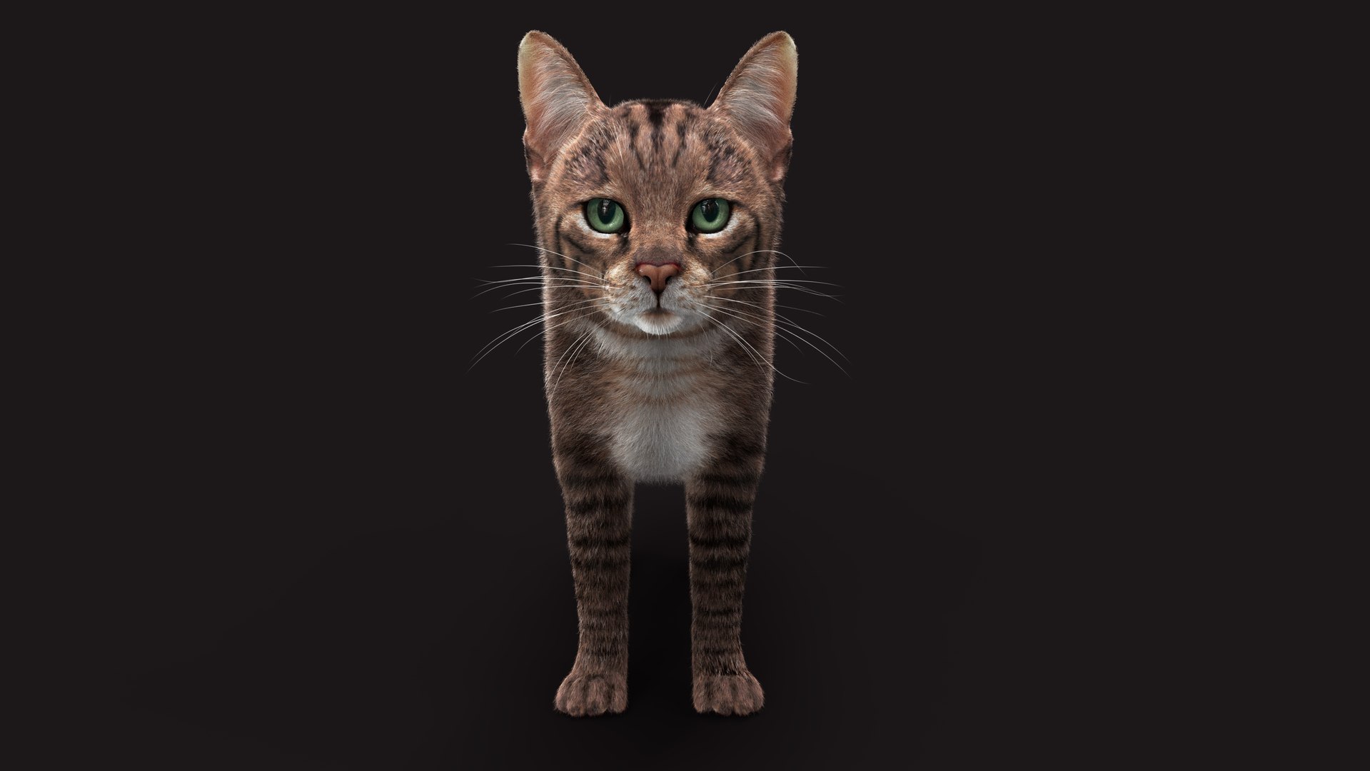 Cat Grey Tabby RIG - XGEN Version 3D Model - TurboSquid 2131636