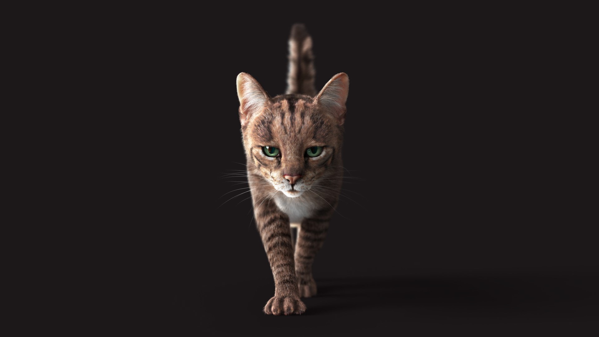 Cat Grey Tabby RIG - XGEN Version 3D Model - TurboSquid 2131636