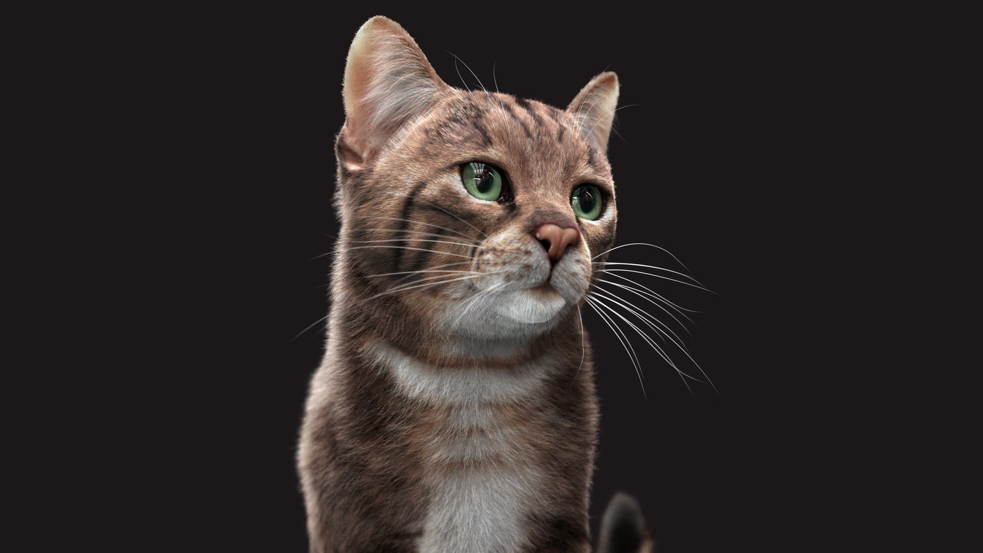Cat Grey Tabby RIG - XGEN Version 3D Model - TurboSquid 2131636
