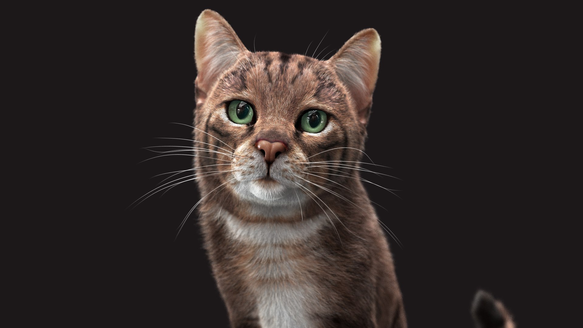 Cat Grey Tabby RIG - XGEN Version 3D Model - TurboSquid 2131636