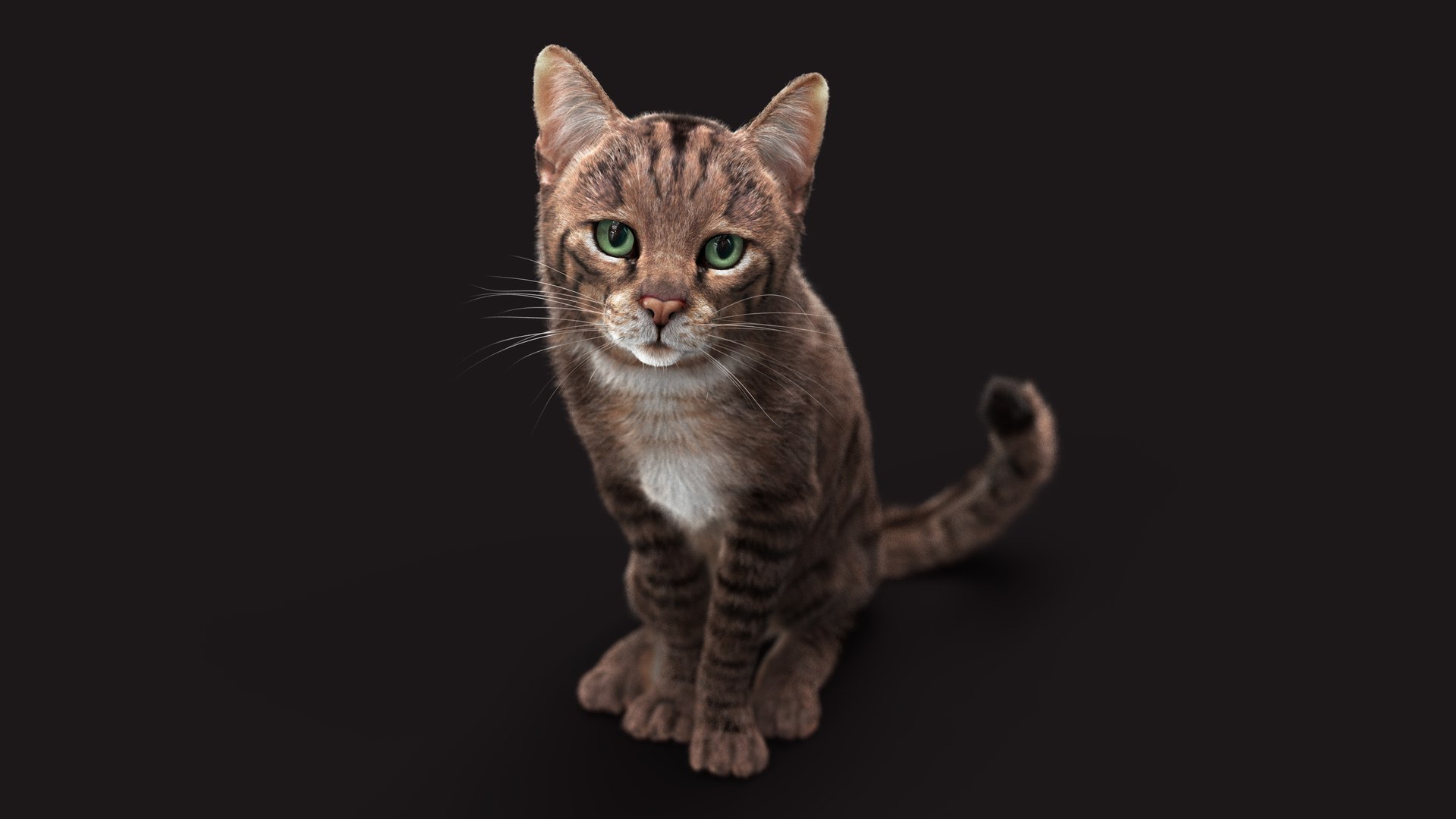 Cat Grey Tabby RIG - XGEN Version 3D Model - TurboSquid 2131636