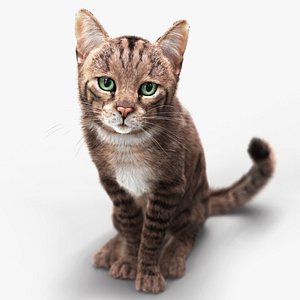 Cat Grey Tabby RIG - XGEN version 3D model
