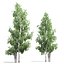 Betula 05
