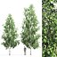 Betula 05