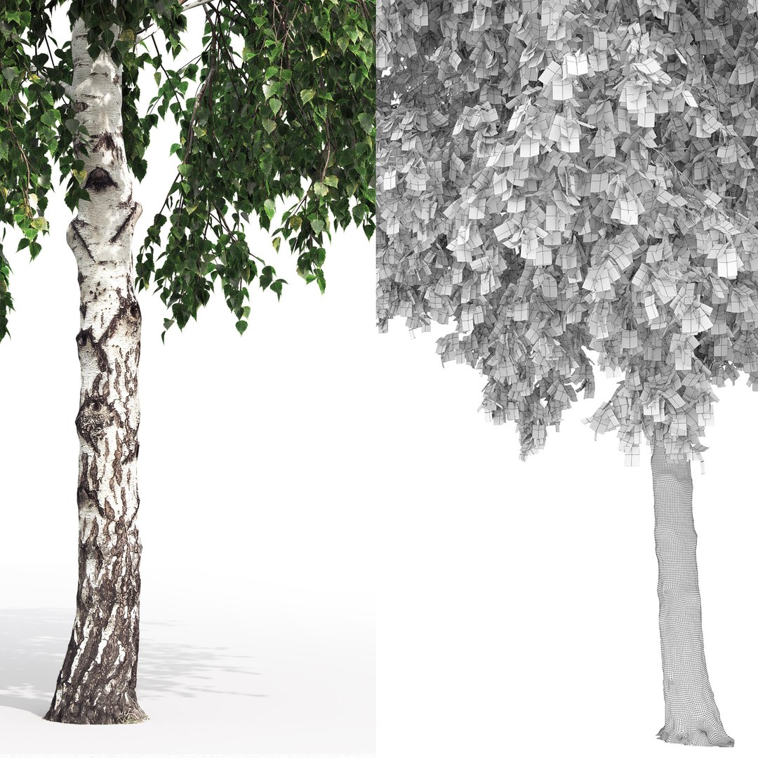 3D tree nature https://p.turbosquid.com/ts-thumb/pc/XVMH8L/d7/setka/jpg/1612697696/1920x1080/fit_q87/c74434c8f5b3efce74bdaebf5ab01b745600f6e6/setka.jpg