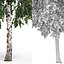 Betula 05