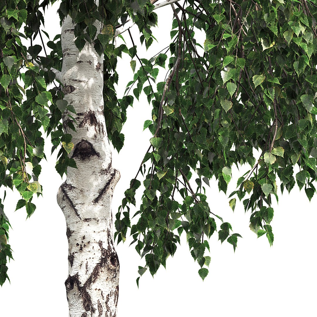 3D tree nature https://p.turbosquid.com/ts-thumb/pc/XVMH8L/m0/_06/jpg/1612697698/1920x1080/fit_q87/b75fb8ceb69c843208d2016456e23f85c41f728e/_06.jpg