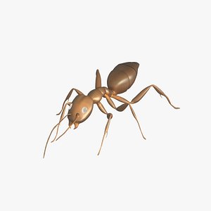 3D model sugar ant
