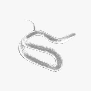 Heartworm Animal