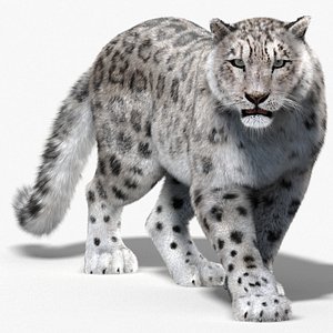 Animated Snow Leopard 3D Model Fur