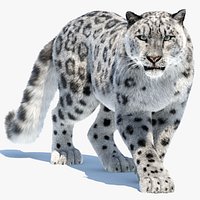 Animated Snow Leopard 3D Model Fur