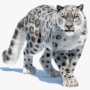 Animated Snow Leopard 3D Model Fur