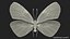 Animato Diaethria Clymena Butterfly Flight Fur