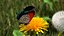 Animato Diaethria Clymena Butterfly Flight Fur
